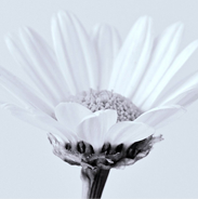 Golden Rose logo